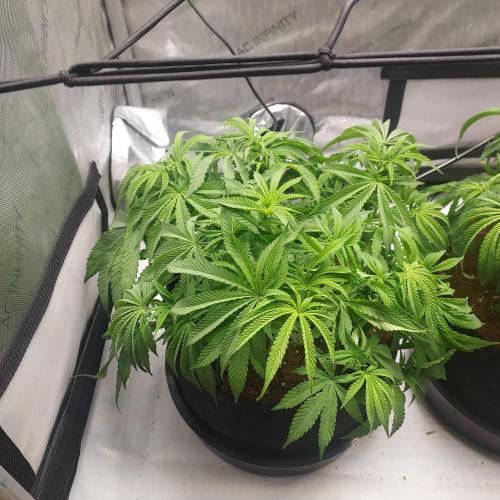 Punch Pie x 2 - Ready for a Knockout!. Week 6 - Day 41 - Reservoir filled and lights flipped 