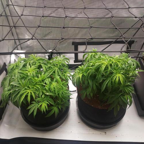 Punch Pie x 2 - Ready for a Knockout!. Week 6 - Day 41 - Flu A...and reservoir empty