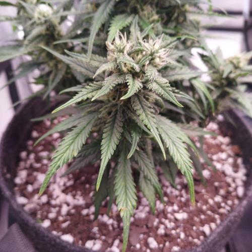 Strawberry Gorilla Auto - 3 Gallon Soil. Week 7 - Day 50 - Duel Head Nug, Love It. 