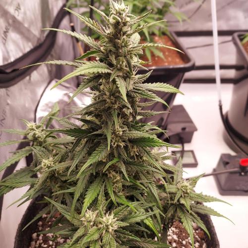 Strawberry Gorilla Auto - 3 Gallon Soil. Week 7 - Day 50 - interesting structure, but it works for me!