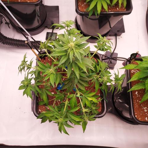 Lemon Cherry Cookies Auto. Week 5 - Week 5 - Day 35 Post Fluff/Training