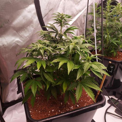 Lemon Cherry Cookies Auto. Week 5 - Week 5 - Start of Flower - Pre-Fluff/Training