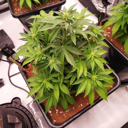 Lemon Cherry Cookies Auto. Week 5 - Day 33 - stretching