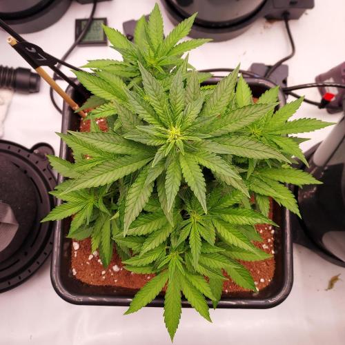 Lemon Cherry Cookies Auto. Week 5 - Day 31 - looking l lovely