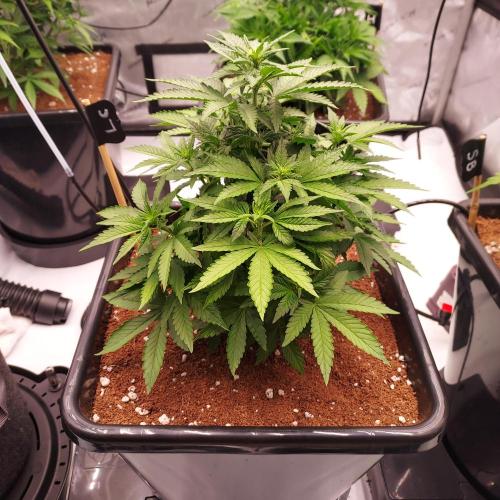 Lemon Cherry Cookies Auto. Week 5 - Day 31 - big spike