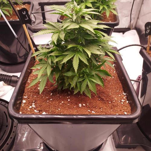 Lemon Cherry Cookies Auto. Week 5 - Day 29 - Veg growth continues