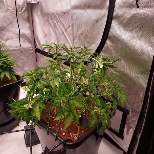 Strawberry Banana Auto. Week 5 - Week 5 - Day 35 - Full Fluffed and Trained - Main Stem Bend for Canopy