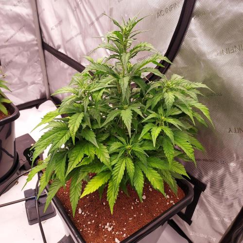 Strawberry Banana Auto. Week 5 - Week 5 - Day 35 - Pre-Fluff/Train - Stretching and Pre-flowering