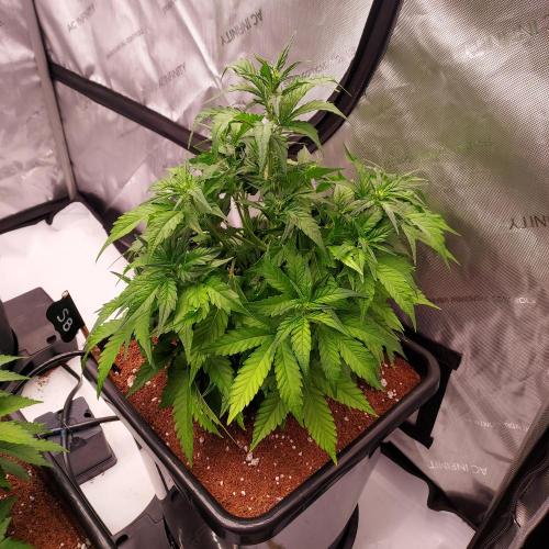 Strawberry Banana Auto. Week 5 - Day 33 - Fluffing and Stretching