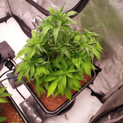 Strawberry Banana Auto. Week 5 - Day 33 - Fluffing and Stretching