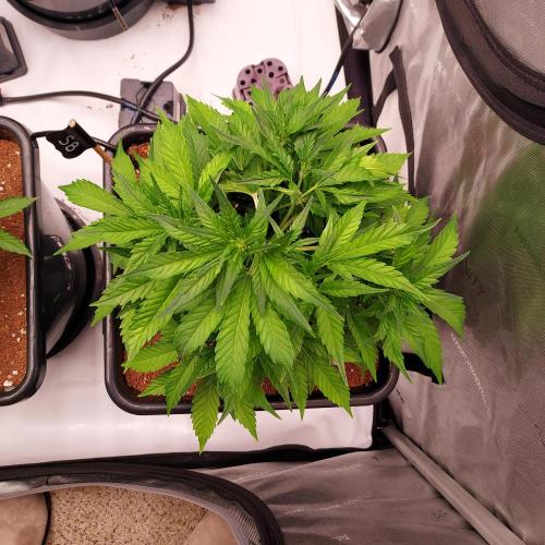 Strawberry Banana Auto. Week 5 - Day 31