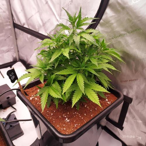 Strawberry Banana Auto. Week 5 - Day 31 - More Bushy