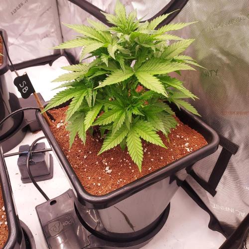 Strawberry Banana Auto. Week 5 - Day 29 - Bushy