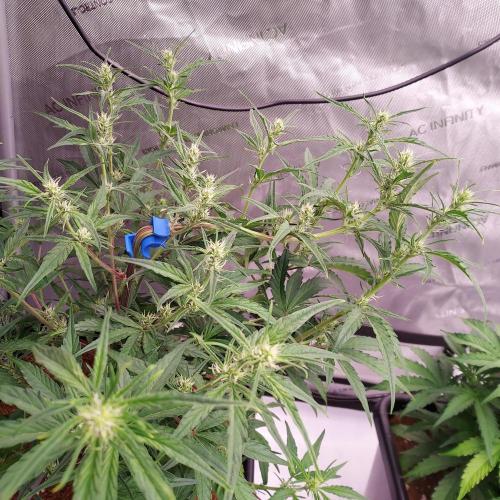Critical Mass CBD Auto. Week 5 - Week 5 - Day 35 - Thinned Out and Ready for Flower!