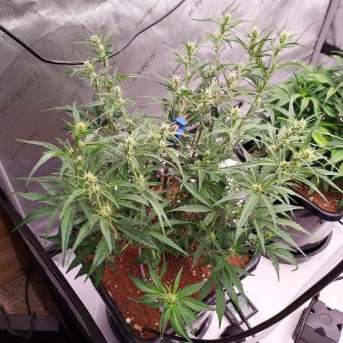 Critical Mass CBD Auto. Week 5 - Week 5 - Day 35 - Thinned Out and Ready for Flower!