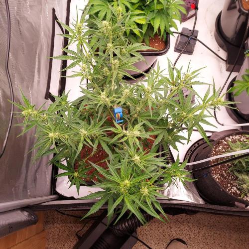 Critical Mass CBD Auto. Week 5 - Week 5 - Day 35 - Thinned Out and Ready for Flower!