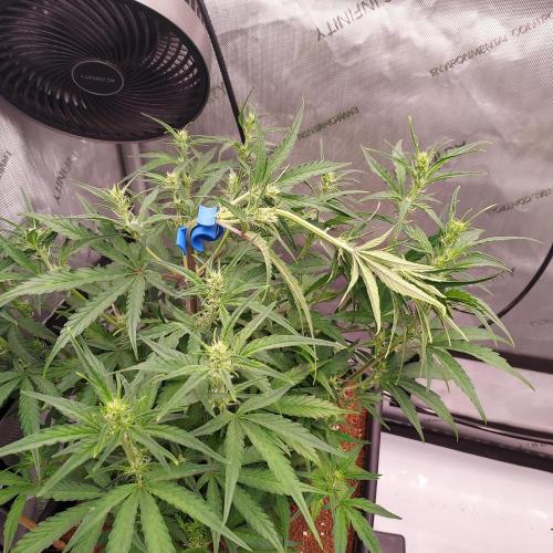 Critical Mass CBD Auto. Week 5 - Day 33 - Training Clip on Main Step for Canopy