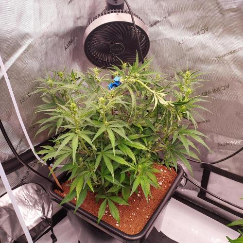 Critical Mass CBD Auto. Week 5 - Day 33 - Training Clip on Main Step for Canopy