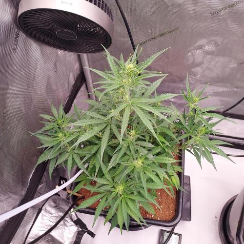 Critical Mass CBD Auto. Week 5 - Day 31 - Stretching