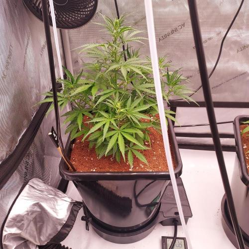 Critical Mass CBD Auto. Week 5 - Day 29 - Huge Stretch