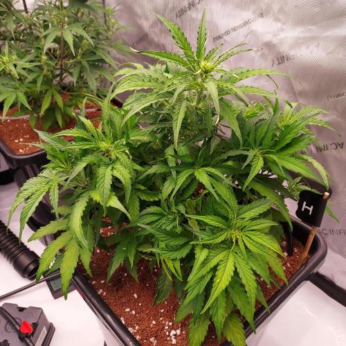 Hyperion F1. Week 5 - Week 5 - Day 35 - Starting to Fluff and Stretch