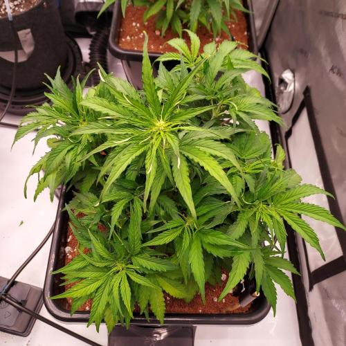 Hyperion F1. Week 5 - Week 5 - Day 35 - Starting to Fluff and Stretch