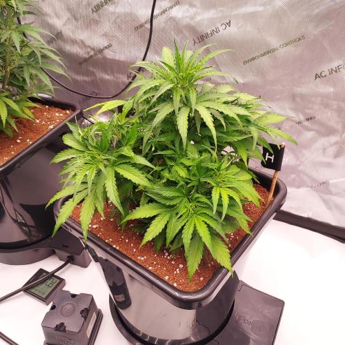 Hyperion F1. Week 5 - Day 33 - Stretch