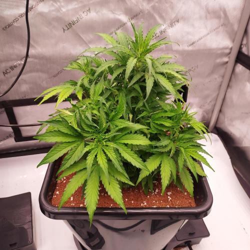 Hyperion F1. Week 5 - Day 33 - Some Stretch!