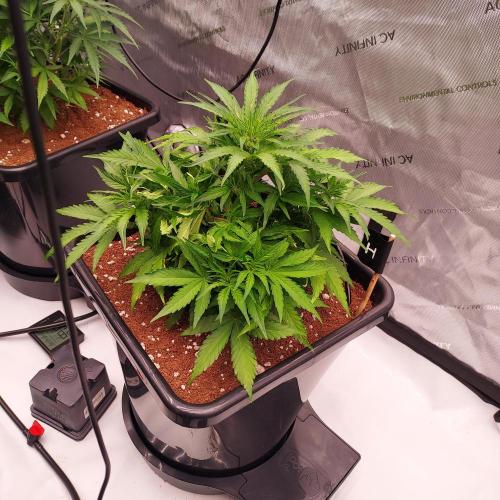 Hyperion F1. Week 5 - Day 31 - Bush'd Out!