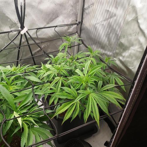 Wedding Gelato - The Bride. Week 7 - Week 1 - Flower Day 7 - Pre-Clean-Up for Shape and Air Flow