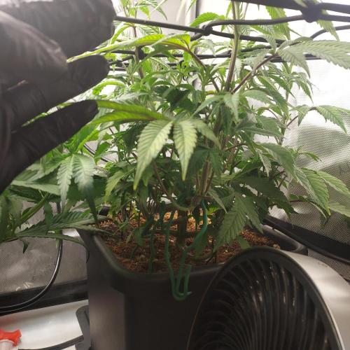 Wedding Gelato - The Bride. Week 7 - Week 1 - Flower Day 7 - Pre-Clean-Up for Shape and Air Flow