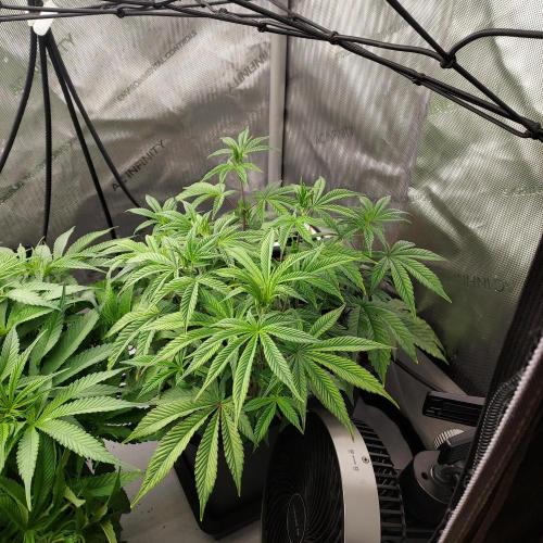 Wedding Gelato - The Bride. Week 7 - Flower Day 5 - Stretching