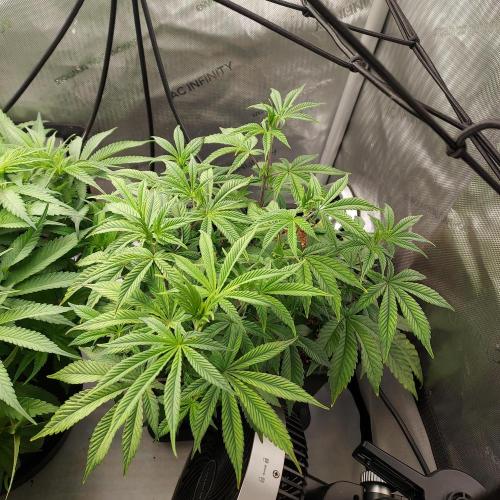 Wedding Gelato - The Bride. Week 7 - Flower Day 5 - Stretching