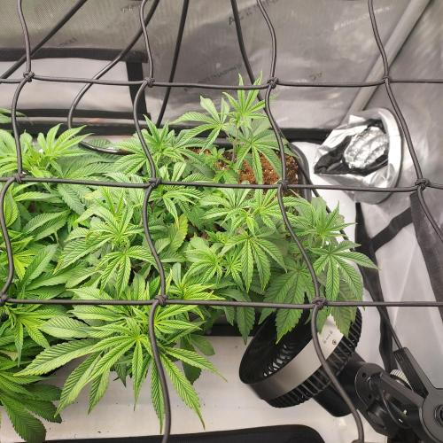 Wedding Gelato - The Bride. Week 7 - Flower Day 2 - interesting Shape