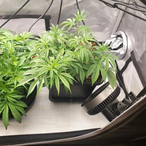 Wedding Gelato - The Bride. Week 7 - Flower Day 2