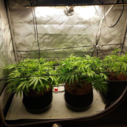 Punch Pie x 2 - Ready for a Knockout!. Week 7 - Week 1 - Flower Day 7 - Looking Strong!