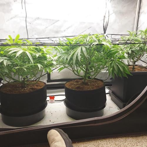 Punch Pie x 2 - Ready for a Knockout!. Week 7 - Week 1 - Flower Day 7 - Cleaned-up Stage 1