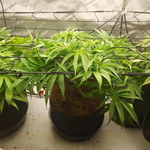 Punch Pie x 2 - Ready for a Knockout!. Week 7 - Week 1 - Flower Day 7 - Cleaned-up Stage 1