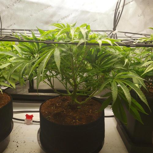Punch Pie x 2 - Ready for a Knockout!. Week 7 - Week 1 - Flower Day 7 - Cleaned-up Stage 1