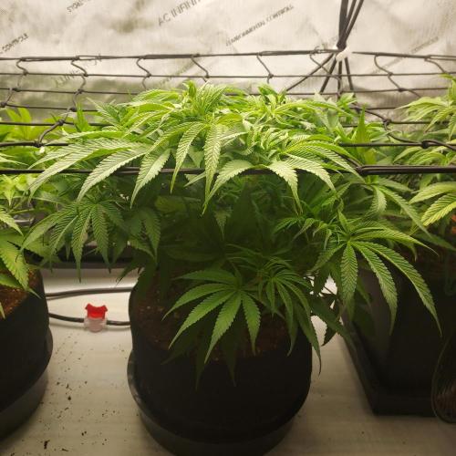 Punch Pie x 2 - Ready for a Knockout!. Week 7 - Week 1 - Flower Day 7 - Pre-Trim and Defoliation