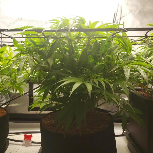 Punch Pie x 2 - Ready for a Knockout!. Week 7 - Week 1 - Flower Day 7 - Pre-Trim and Defoliation