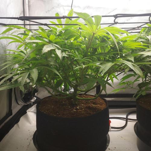 Punch Pie x 2 - Ready for a Knockout!. Week 7 - Week 1 - Flower Day 7 - Cleaned-up Stage 1