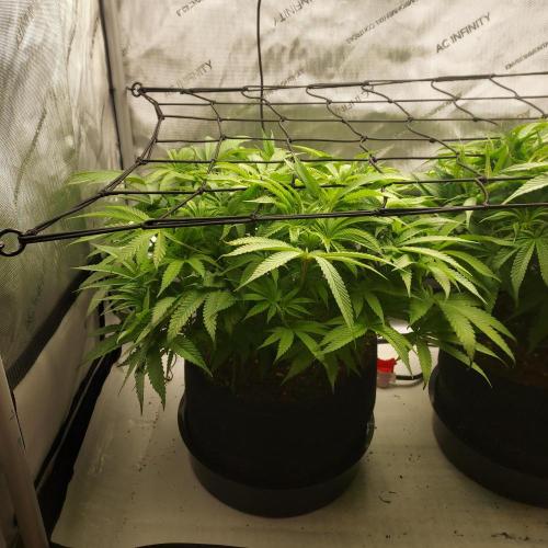 Punch Pie x 2 - Ready for a Knockout!. Week 7 - Week 1 - Flower Day 7 - Pre-Trim and Defoliation