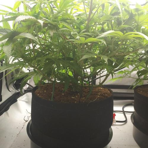Punch Pie x 2 - Ready for a Knockout!. Week 7 - Week 1 - Flower Day 7 - Pre-Trim and Defoliation