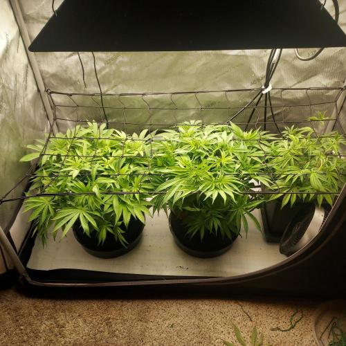 Punch Pie x 2 - Ready for a Knockout!. Week 7 - Flower Day 6