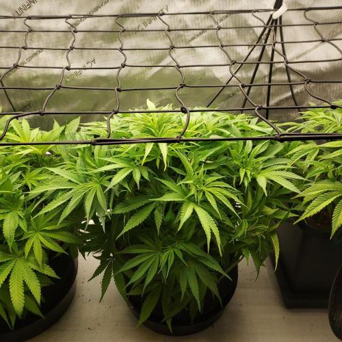 Punch Pie x 2 - Ready for a Knockout!. Week 7 - Flower Day 5