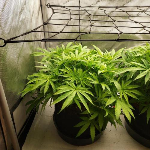 Punch Pie x 2 - Ready for a Knockout!. Week 7 - Flower Day 5