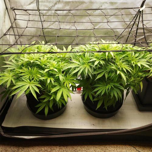 Punch Pie x 2 - Ready for a Knockout!. Week 7 - Flower Day 5