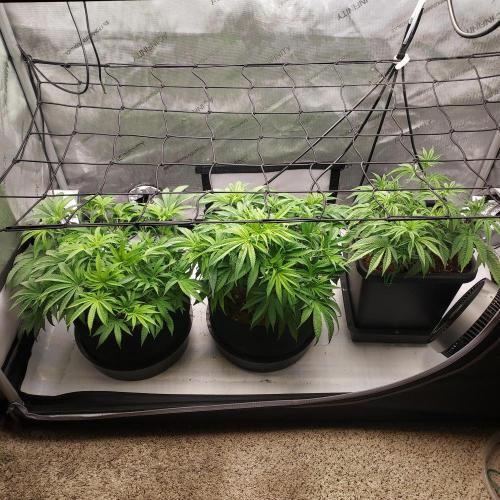 Punch Pie x 2 - Ready for a Knockout!. Week 7 - Flower Day 2