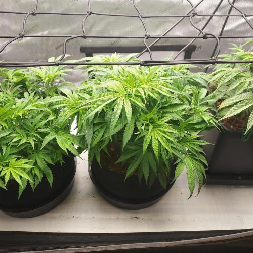 Punch Pie x 2 - Ready for a Knockout!. Week 7 - Flower Day 2